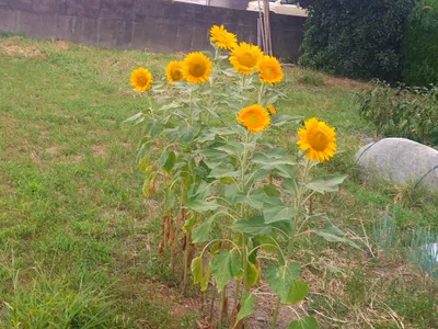 庭先に咲く鮮やかなひまわり