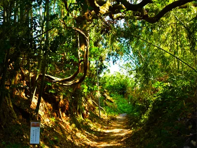 木漏れ日の竹林の小道