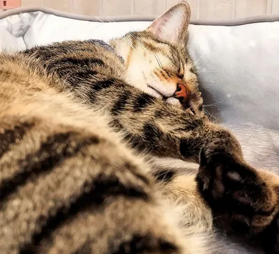 夢見る猫の穏やかなひととき