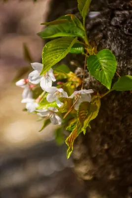 脇目の桜