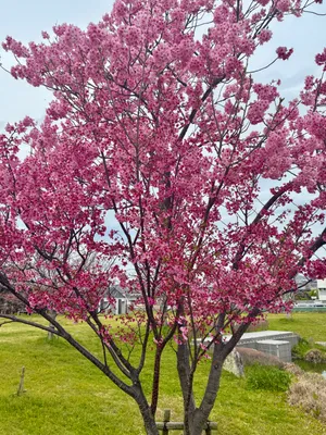 満開の桜が彩る春の光景