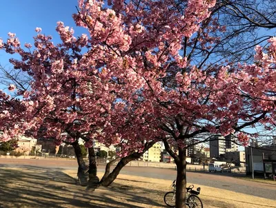 勝山公園の桜2