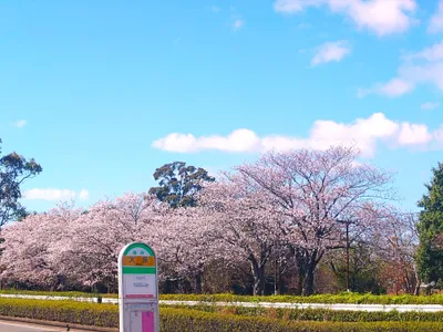 バス停とサクラ