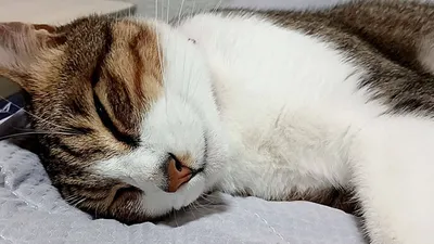 寝てるネコ