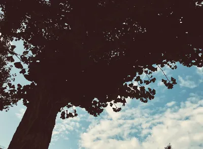 木と空