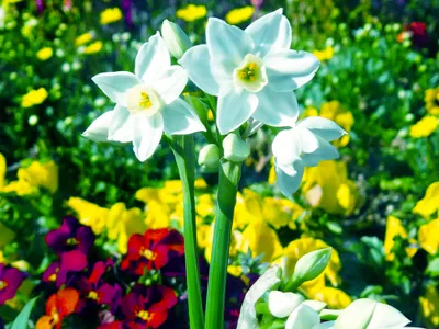 白いスイセンと色とりどりの花壇