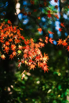 秋色に染まる紅葉の美しさ