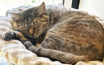 窓辺でくつろぐ眠る猫