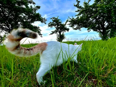 草むらを歩く白い猫の後ろ姿