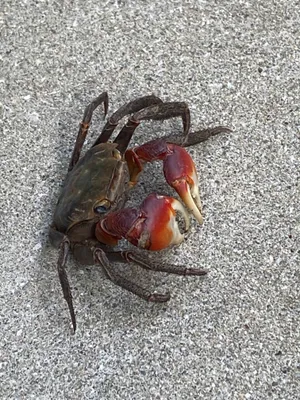 移動中のカニ