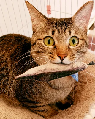 驚き顔の猫と魚型おもちゃ