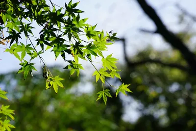 新緑のもみじと爽やかな光