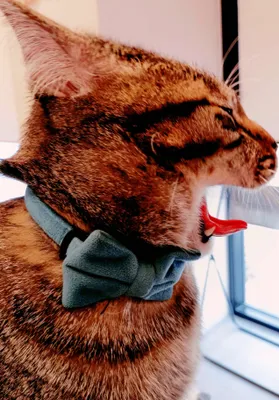 蝶ネクタイの猫、リラックスしたひととき