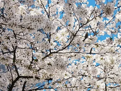 桜に隠れた小鳥