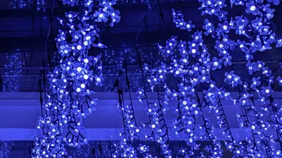 夜を照らす藤の花