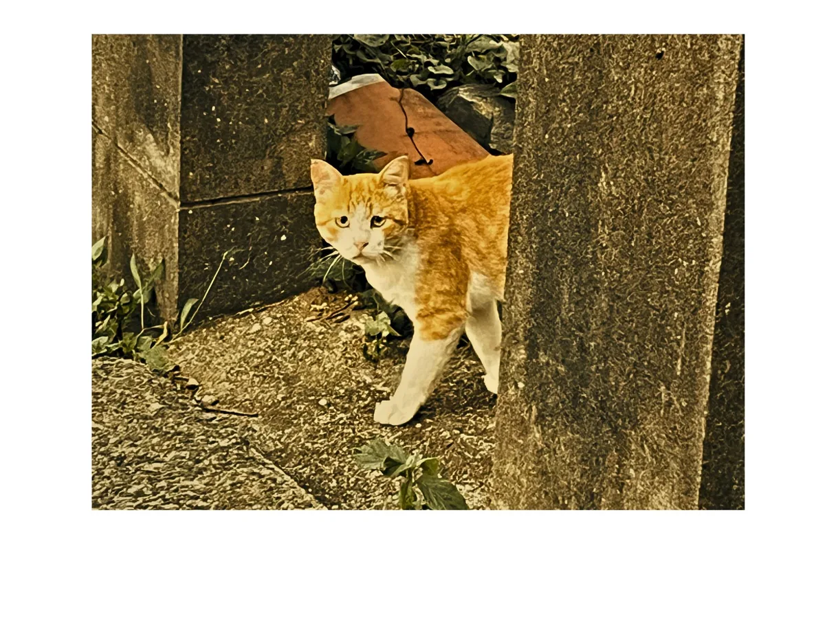 石畳を歩く茶トラ猫