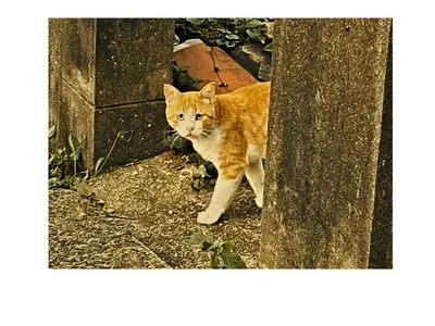 石畳を歩く茶トラ猫