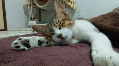 のびるねこ2
