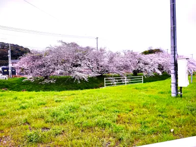 桜並木