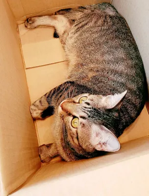 段ボール箱でくつろぐ猫