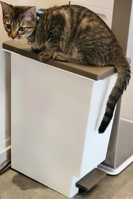 ゴミ箱の上でくつろぐ猫