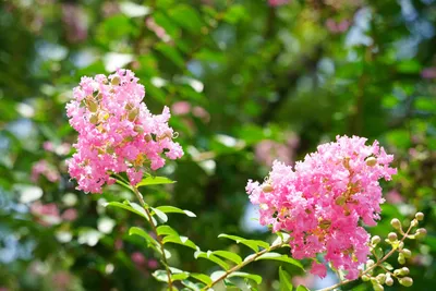 夏に咲く鮮やかなピンクの花