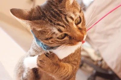 ねこじゃらしを見つめるキジトラ猫