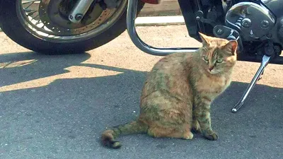 ねこ