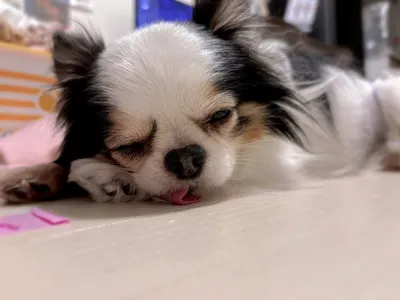 保護犬-繁殖引退犬