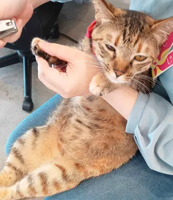 リラックスする猫と飼い主のハーモニー
