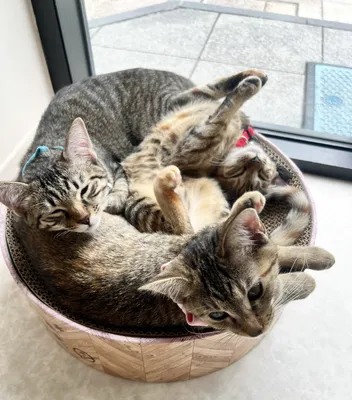 丸いベッドでくつろぐ三匹の猫
