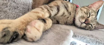 幸せそうに眠る猫の昼下がり