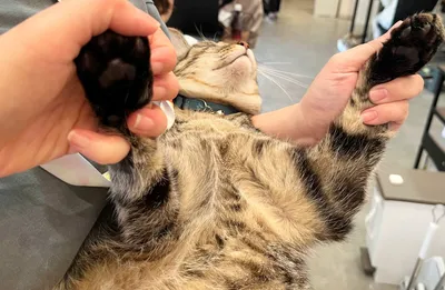 リラックスした猫との楽しい瞬間
