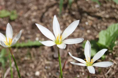 玉すだれの花