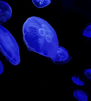 幻想的な青のクラゲ