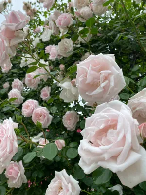 薔薇に乗っているハエ