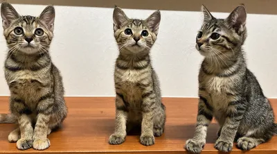 並んで座る三匹のかわいい子猫たち