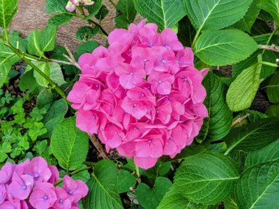紫陽花02