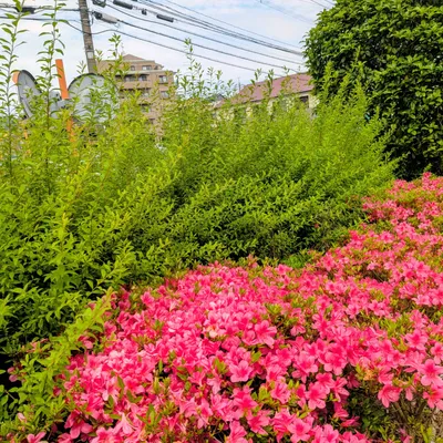 まだまだ元気なツツジ
