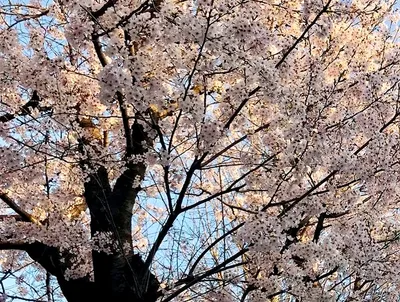 昭和町の桜