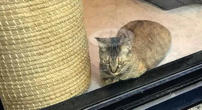 窓辺の猫が外を見つめるひととき