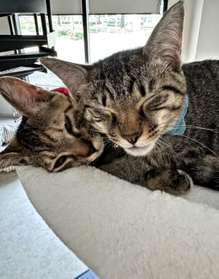 仲良し猫の安らぎタイム
