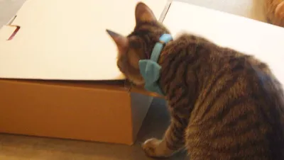 青い首輪の猫と段ボールの冒険