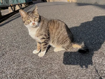 猫.野良猫.日向ぼっこ