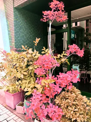 花屋の前2