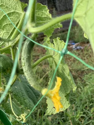 スイカの花と実