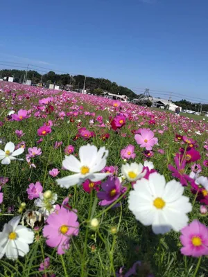 コスモスと綺麗な空