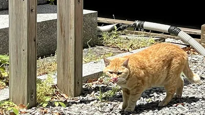 ねこ2