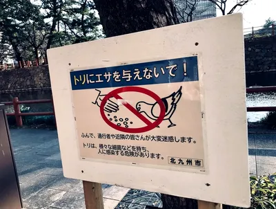 ハトにエサやんな