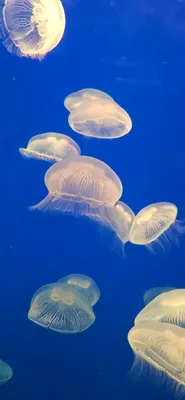 クラゲのお休み